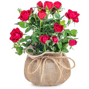 123 Flowers Rustic Rose