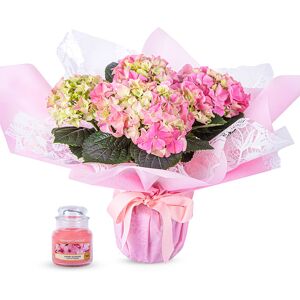 123 Flowers Radiant Hydrangea