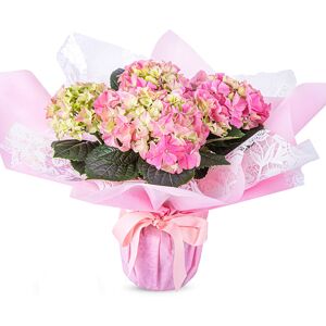 123 Flowers Glorious Hydrangea