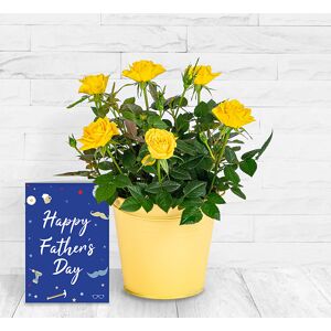 123 Flowers Lovely Lemon Rose & Card