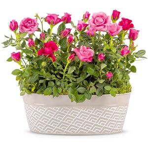 123 Flowers Spring Rose Plant