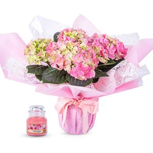 123 Flowers Radiant Hydrangea