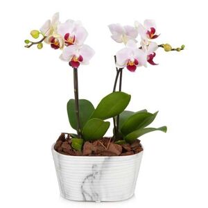 Send Flowers - Double Spike Pink Orchid Plant