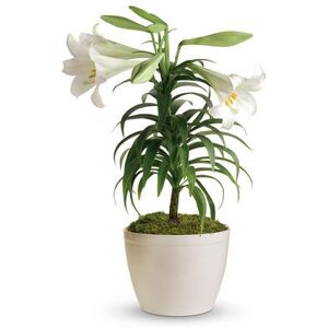 Send Flowers - Potted Easter Lily Plant