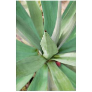 Trademark Global Alan Blaustein Agave Succulent 2 Canvas Art - 36.5