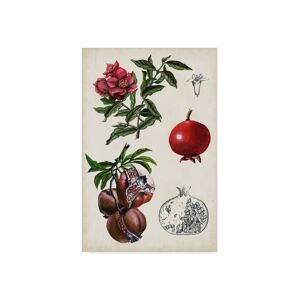 Trademark Global Naomi Mccavitt Pomegranate Composition Ii Canvas Art - 20