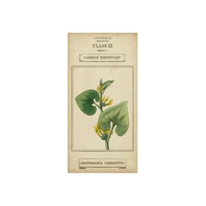 Trademark Global Vision Studio Linnaean Botany V Canvas Art - 37