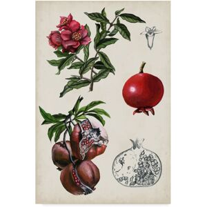 Trademark Global Naomi Mccavitt Pomegranate Composition Ii Canvas Art - 37