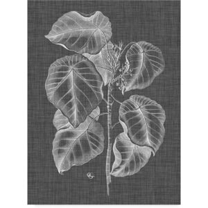 Trademark Global Vision Studio Graphic Foliage Iv Canvas Art - 37