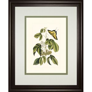 Classy Art Papilio Antilochus by Marc Catesby Framed Print Wall Art, 34