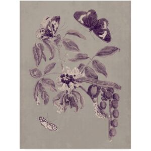 Trademark Global Maria S. Merian Nature Study in Plum & Taupe Ii Canvas Art - 37