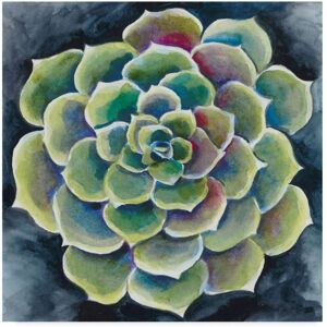 Trademark Global Chariklia Zarris Succulent Rosette Ii Canvas Art - 20