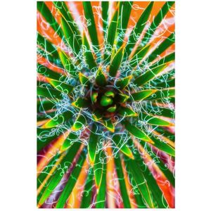 Trademark Global Darren White Photography Yucca Sunrise Canvas Art - 36.5