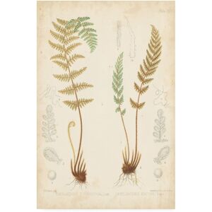 Trademark Global Vision Studio Fern Study I Canvas Art - 37