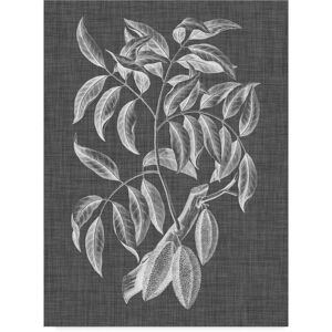 Trademark Global Vision Studio Graphic Foliage Iii Canvas Art - 20