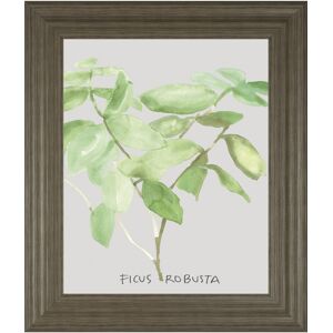 Classy Art Ficus Robusta by Katrien Soeffers Framed Print Wall Art, 22