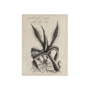 Trademark Global Robert J. Thornton Thornton Succulents Iii Canvas Art - 20