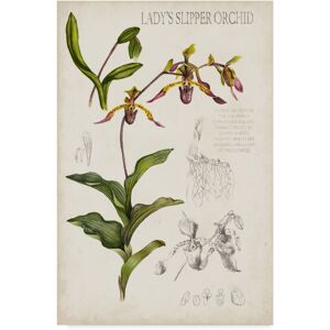 Trademark Global Naomi Mccavitt Orchid Field Notes Iii Canvas Art - 20