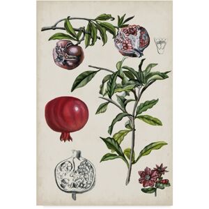 Trademark Global Naomi Mccavitt Pomegranate Composition I Canvas Art - 37