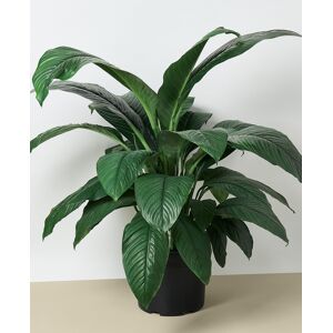 House Plant Shop Spathiphyllum Peace Lily Live Plant, 10