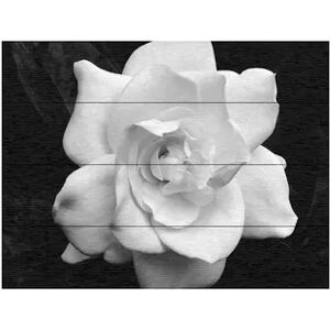 Trademark Fine Art Kurt Shaffer 'Gardenia in Black and White' Wood Slat Art, Multi, 16X13