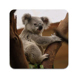 Glasbrikker (2-pak): Koala, stilrene bordskånere med unikke og levende motiver