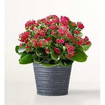 1-800-Flowers Plant Delivery Kalanchoe Plant