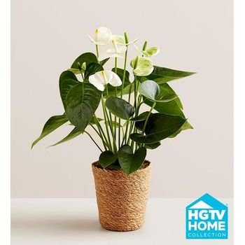 1-800-Flowers Plant Delivery White Anthurium Plant