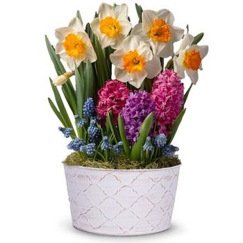 Deluxe Daffodil Sunshine Bulb Garden Plant