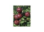 Malus domestica 'McIntosh', Apfelbaum, 125–150 cm