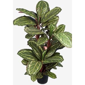 No-Name Maranta Grøn/rød H 104 Cm