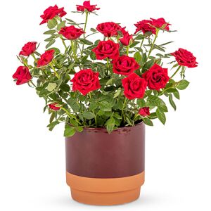 123 Flowers Elegant Christmas Rose - Christmas Rose Plants - Christmas Plants - Christmas Plant Delivery - Christmas Plant Gifts - Plant Gifts