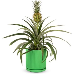 123 Flowers Pineapple Plant