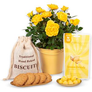 123 Flowers Lemon Rose Plant Gift - Plant Gifts - Indoor Plants - Plant Delivery - Indoor Plant Delivery - Home Plants