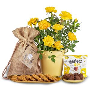 123 Flowers Lemon Rose Plant Gift - Plant Gifts - Indoor Plants - Plant Delivery - Indoor Plant Delivery - Home Plants
