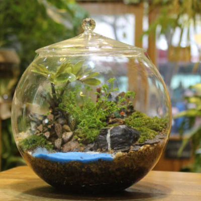 Tarro de Terrario de vidrio, tarro de almacenamiento sellado, centro de mesa, maceta de plantas, escritorio, sala de estar, cocina, dormitorio, café