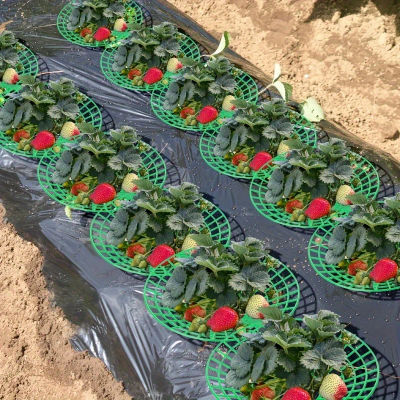 Jaula de soporte de fresa de PVC verde para jardín vegetal, Protector de plantas de 3 patas y podrido, fácil montaje, 6/12 Uds.
