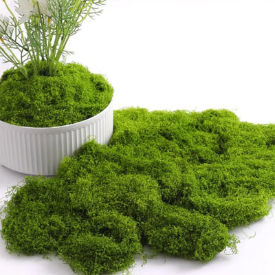 Musgo de vida eterna, manualidades DIY, hierba, plantas verdes artificiales, decoración para el hogar, habitación, jardín, Mini paisaje, hierba falsa, 20/40/100g