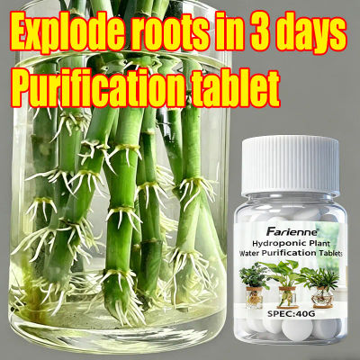 Farienne 100 tabletas de purificación de agua para plantas hidropónicas 40G - Potenciador de raíces para Bambú de la Suerte y conservación de flores cortadas
