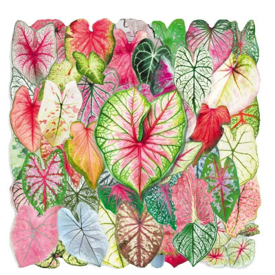 50 Pegatinas de Hojas Verdes de Plantas, Caladium Colorido, Estéticas, Transparentes, para Decoración, Suministros para Scrapbooking