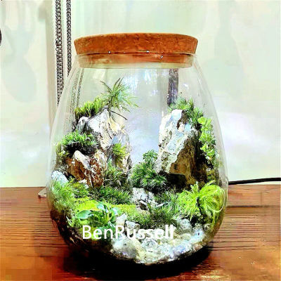 Botella de vidrio ecológica con micropaisaje, con tapa de corcho, hidropónico, Bryophyte, musgo, planta, paisajismo, contenedor de vidrio, decoración del hogar