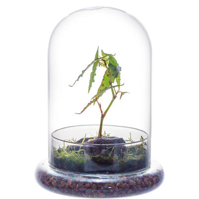 Cúpula de Cristal con Orificio de Ventilación, Campana de Cristal con Base, Exhibidor de Mesa para el Hogar, Contenedor Transparente para Plantas y Flores