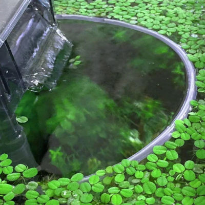 Valla flotante para plantas de pecera, mejora la calidad del agua del acuario, recinto para plantas, interceptor, longitud de la manguera: 25,6 pulgadas