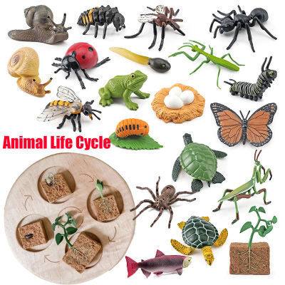 Tablero de ciclo de vida Animal, juguetes para niños, material didáctico Montessori, conjunto de modelo de ciclo de crecimiento de plantas, juguetes cognitivos preescolares