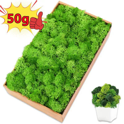 Nuevas plantas verdes artificiales de 50/30/10g, hierba de musgo de vida eterna, decoración del jardín del hogar, Mini paisaje, flores falsas, manualidades DIY, regalos
