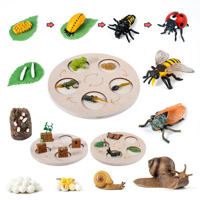 Modelo de biología de simulación para niños, juguete de planta Animal, ciclo de crecimiento de vida, juego de juguetes Montessori para niños, material didáctico, juguetes educativos