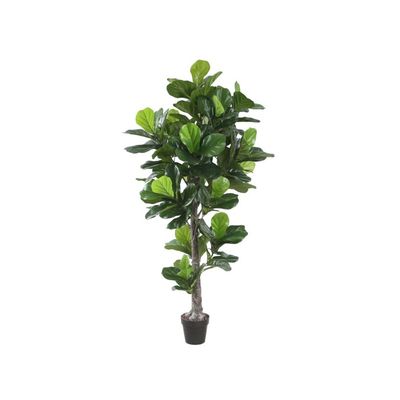 Violinfigen Green