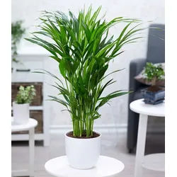 BALDUR Garten Zimmerpflanze Areca Palme ca. 60-70 cm hoch, 1 St., Goldfruchtpalme, pflegeleicht grün