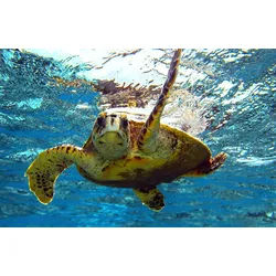 Papermoon Fototapete Schildkröte im Wasser bunt 3 m x 2,23 m