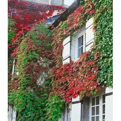 BALDUR Garten Kletterpflanze Wilder Wein 'Veitchii', 1 St., Gespensterpflanze, winterhart, mehrjährig, schnell wachsend